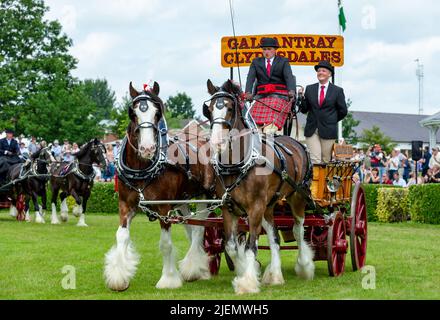 Harrogate, North Yorkshire, Großbritannien. Juli 14 2021. Die Galcantray Clydesdale Pferde aus Schottland in der Schwerpferdeklasse auf der Great Yorkshire Show 20 Stockfoto