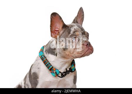 Porträt von Merle tan farbigen Französisch Bulldog Hund mit Kragen auf weißem Hintergrund Stockfoto