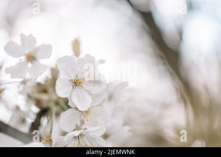Blühende Äste im Frühling mit Copy Space Banner Stockfoto