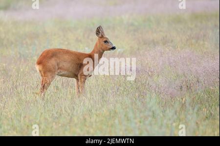 Rehe, Capreolus capreolus, Rehkitz, seitlich auf Ameadow schauend Stockfoto