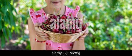 Ein Kind erntet Kirschen im Garten. Selektiver Fokus. Stockfoto