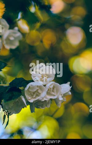 Jasmin blüht im Abendlicht. Hochwertige Fotos Stockfoto