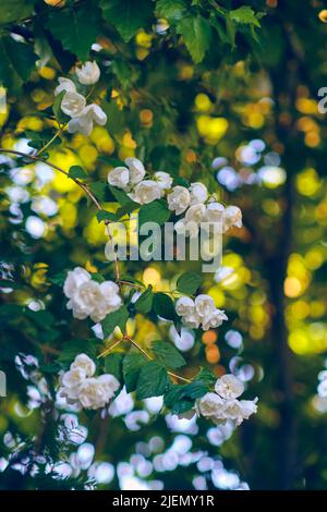 Jasmin blüht im Garten. Hochwertige Fotos Stockfoto
