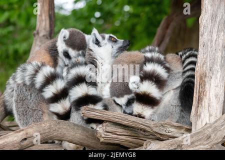 Eine Gruppe von Ringschwanzlemuren (Lemur catta) drängte sich zusammen Stockfoto