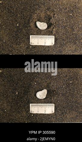 Cyrtolites ornatus Conrad, 1838. Stockfoto