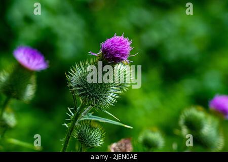 Milchdisteln in einem Garten Stockfoto