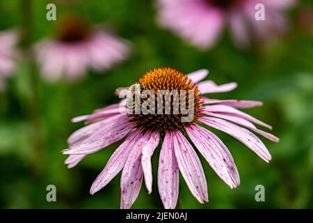 Eine Biene auf einer purpurnen Blüte Stockfoto