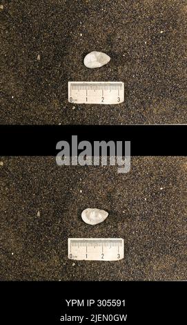 Cyrtolites ornatus Conrad, 1838. Stockfoto