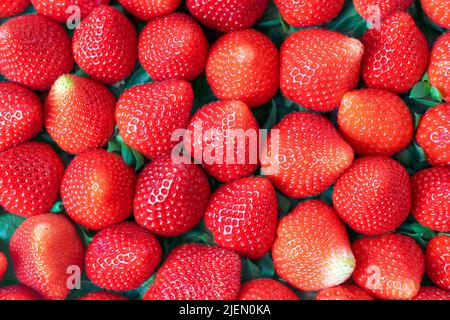 Frische reife Erdbeeren Hintergrund Draufsicht. Geerntet auf Bio-Erdbeertapete vom Bauernhof. Stockfoto