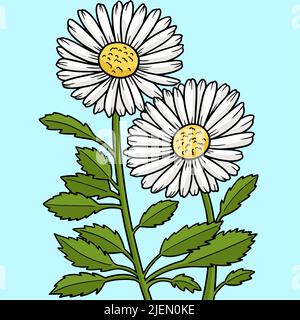 Leucanthemum Gänseblümchen Farbige Cartoon Stock Vektor