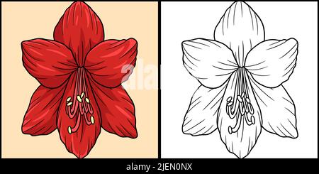 Amaryllis Blume Färbung Farbige Illustration Stock Vektor