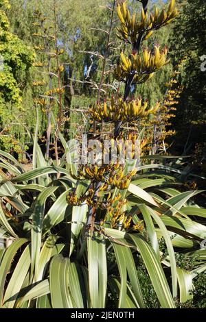 Blütenschoten auf Stiel, Zweig der Strauchpflanze. Phormium colensoi, Neuseeland Mountain Flax Stockfoto