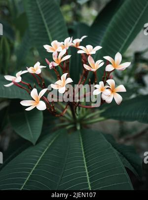Tropische weiße und gelbe Blumen blühen an einem bewölkten Tag im tropischen Dschungel von Tulum Stockfoto