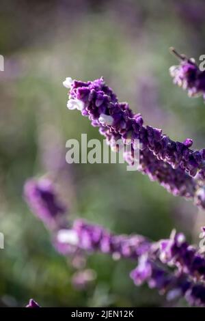 Detail der Blüten einer Salvia leucantha Stockfoto