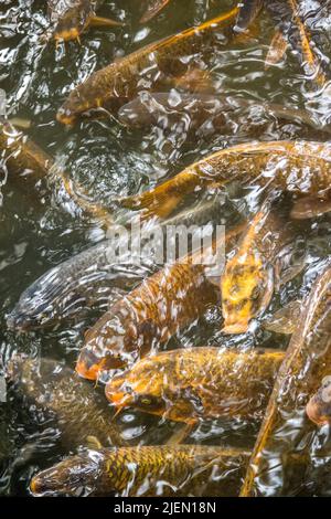 Bunte Koi-Fische im See Stockfoto