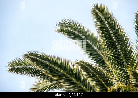 Grüne Palmblätter. Palme Stockfoto