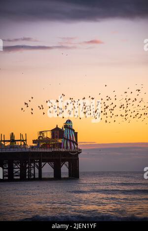 Stare fliegen über Brighton Pier bei Dämmerung Stockfoto