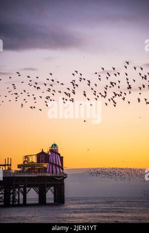 Stare fliegen über Brighton Pier bei Dämmerung Stockfoto