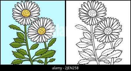 Leucanthemum Gänseblümchen Farbige Illustration Stock Vektor