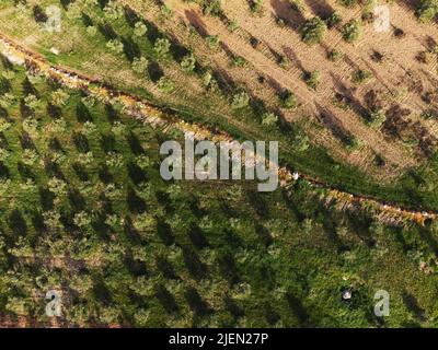 Luftaufnahme von oben Landschaftsansicht eines Olivenfeldes. Stockfoto