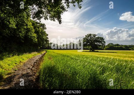 Ein Pfad, der an einem sonnigen Sommerabend neben einem Getreidefeld in Sussex führt Stockfoto