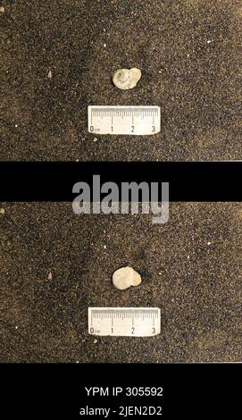 Cyrtolites ornatus Conrad, 1838. Stockfoto