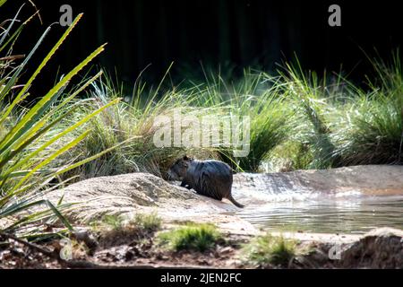 Ein Otter am Flussufer Stockfoto