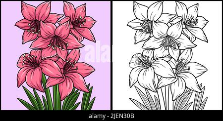 Amaryllis Blume Färbung Farbige Illustration Stock Vektor