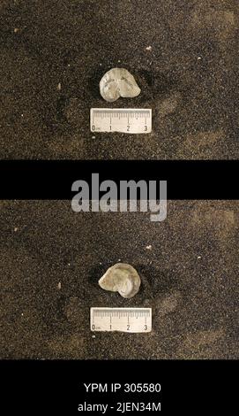 Cyrtolites ornatus Conrad, 1838. Stockfoto