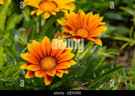 Gazania rigens (syn. G. splendens), manchmal auch Schatzblume genannt, ist eine blühende Pflanze aus der Familie der Asteraceae, die im Küstengebiet beheimatet ist Stockfoto