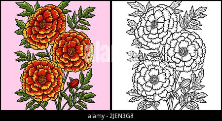 Ringelblume Blume Färbung Farbige Illustration Stock Vektor