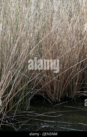Nahaufnahme von Tall Dry Reeds und Gräsern im Sumpfwasser Stockfoto