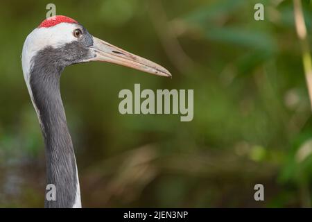Kopfschuss eines rotkronenkrans (grus japonensis) in einem Zoo Stockfoto