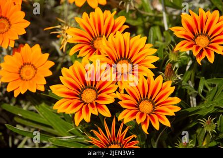 Gazania rigens (syn. G. splendens), manchmal auch Schatzblume genannt, ist eine blühende Pflanze aus der Familie der Asteraceae, die im Küstengebiet beheimatet ist Stockfoto