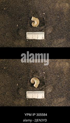 Cyrtolites ornatus Conrad, 1838. Stockfoto