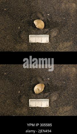 Cyrtolites ornatus Conrad, 1838. Stockfoto