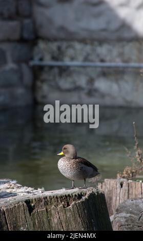 Foto einer Jergon-Ente oder Anas georgica Stockfoto