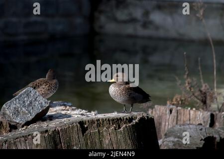 Foto einer Jergon-Ente oder Anas georgica Stockfoto