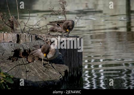 Foto einer Jergon-Ente oder Anas georgica Stockfoto