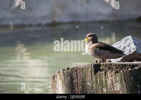 Foto einer Jergon-Ente oder Anas georgica Stockfoto