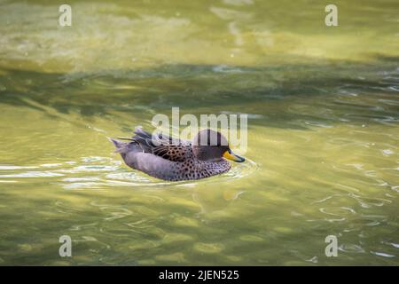 Foto einer Jergon-Ente oder Anas georgica Stockfoto