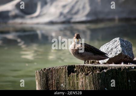 Foto einer Jergon-Ente oder Anas georgica Stockfoto