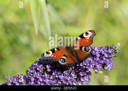 Nahaufnahme eines Schmetterlings, eines Pfauenschmetterlings (Aglais io), der auf einem blühenden Fliederzweig vor hellgrünem Hintergrund thront. Stockfoto