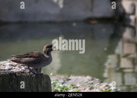 Foto einer Jergon-Ente oder Anas georgica Stockfoto