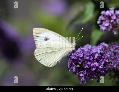Nahaufnahme eines Schmetterlings, eines Kohl-Weißen (Pieris), der auf einem Flieder mit Fliederblüten thront. Stockfoto
