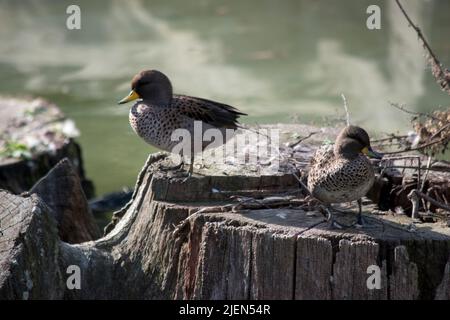 Foto einer Jergon-Ente oder Anas georgica Stockfoto