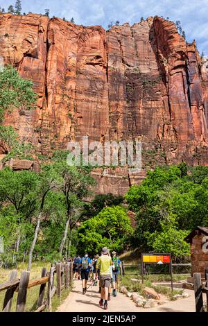 Springdale, USA - 6. August 2019: Zion National Park Riverside Narrows Walk Trail Fußweg in Utah mit Menschen, die auf einer beliebten Straße durch rote Straßen wandern Stockfoto