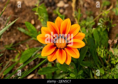 Gazania rigens (syn. G. splendens), manchmal auch Schatzblume genannt, ist eine blühende Pflanze aus der Familie der Asteraceae, die im Küstengebiet beheimatet ist Stockfoto