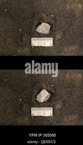 Cyrtolites ornatus Conrad, 1838. Stockfoto