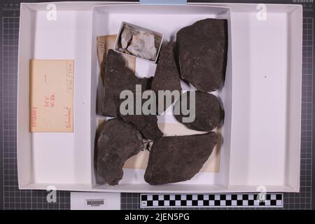 Gemischte Taxa, stratigraphische Sammlung. Accn: 3136; 7514; Stockfoto
